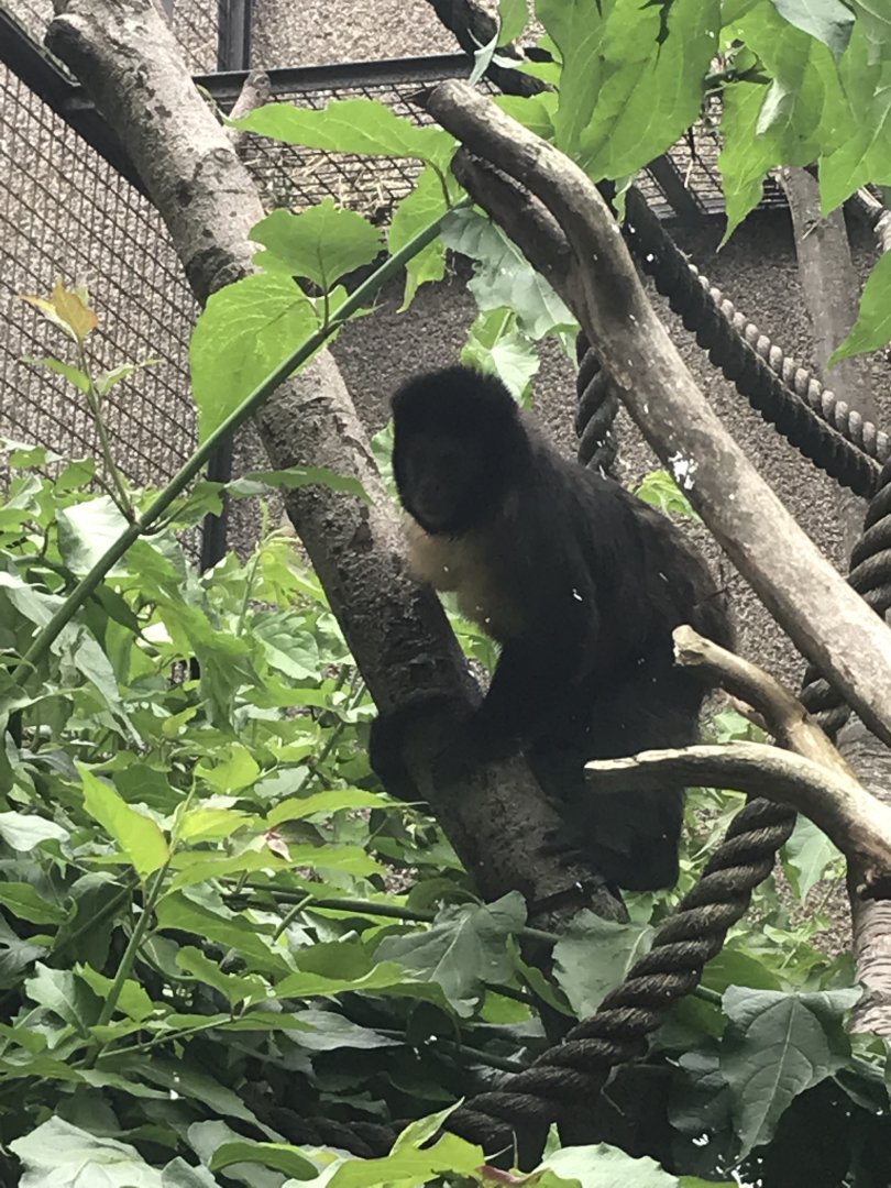 Yellow breasted capuchin