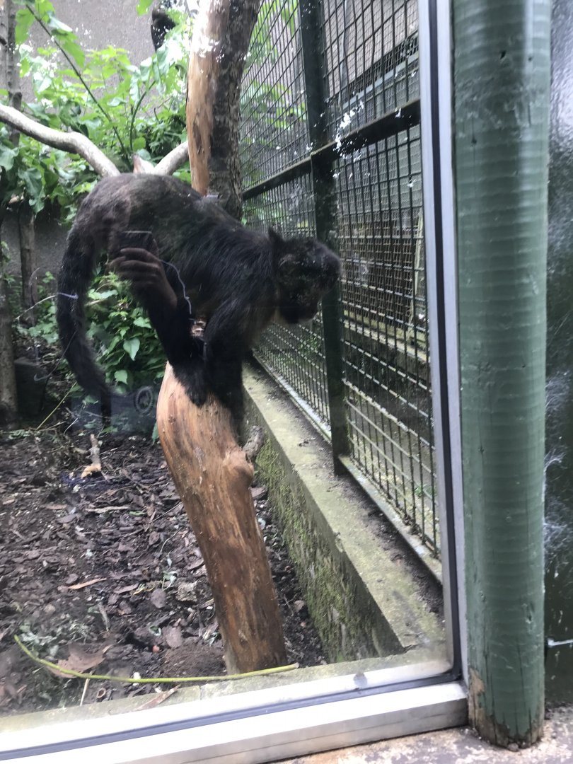 Yellow breasted capuchin