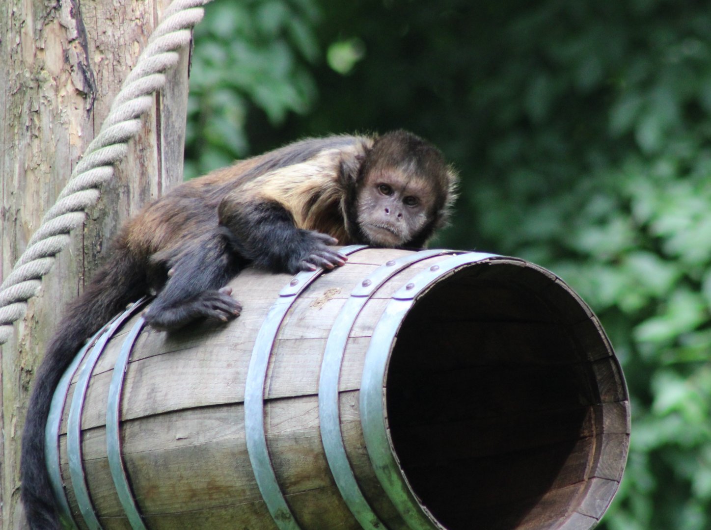 Yellow-breasted capuchin