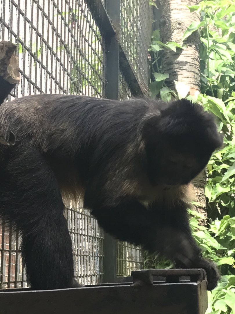 Yellow-breasted capuchin