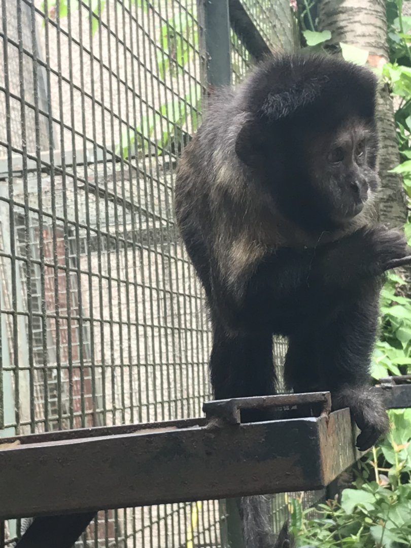 Yellow-breasted capuchin