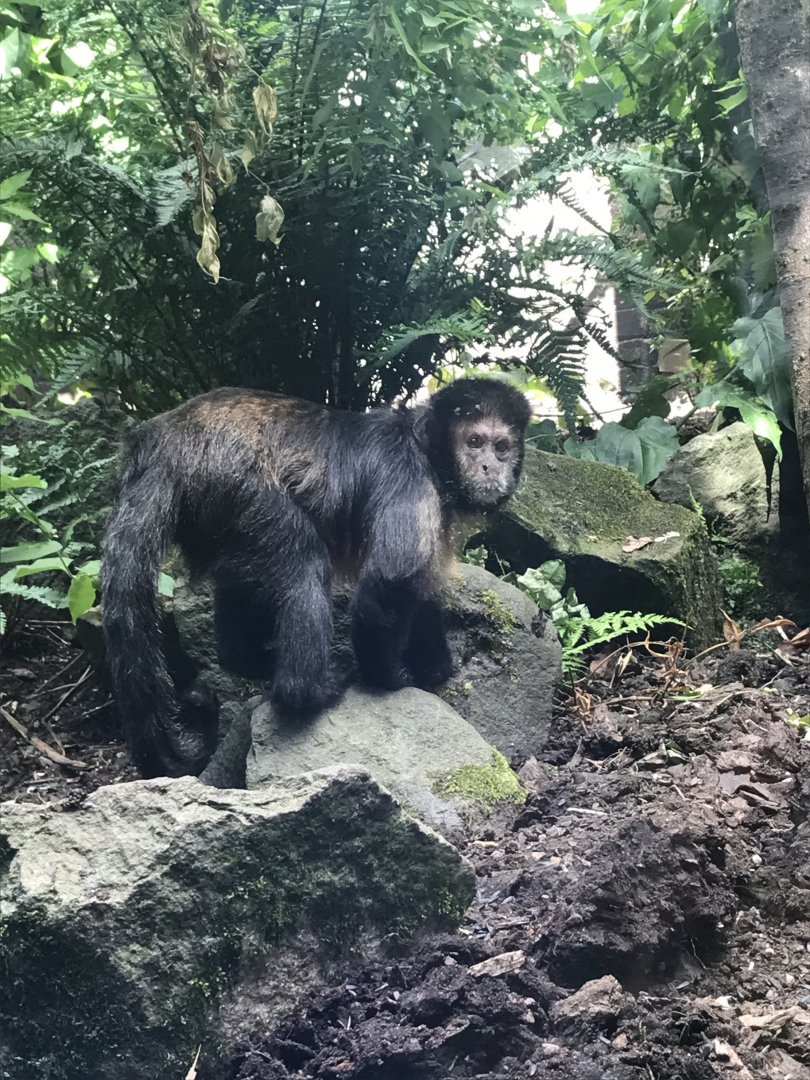 Yellow-breasted capuchin