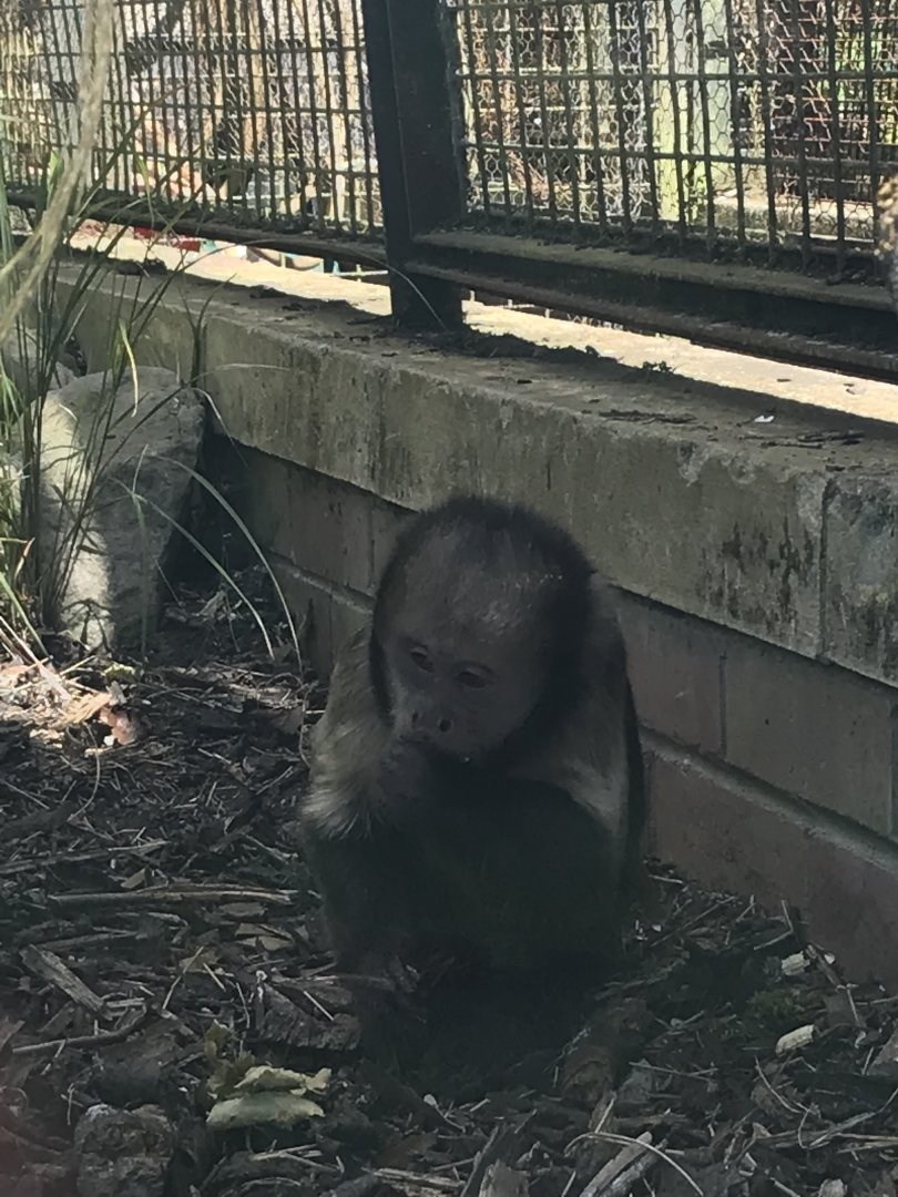 Yellow-breasted capuchin