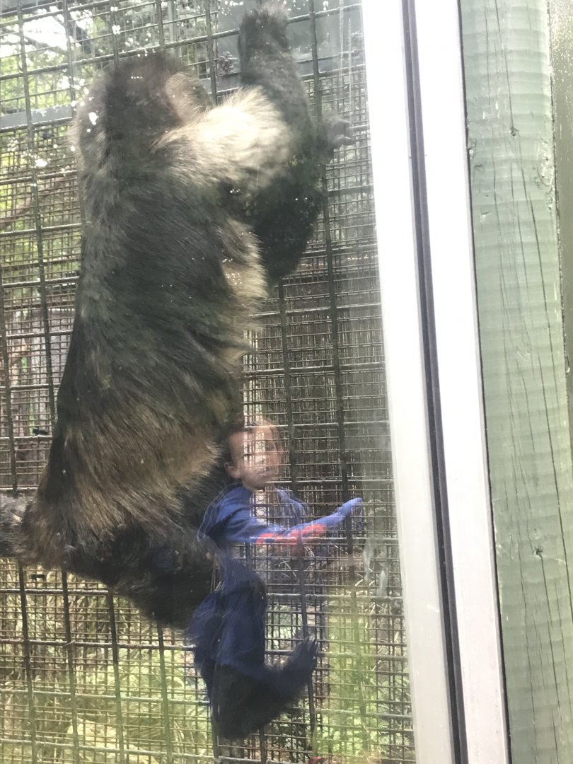 Yellow-breasted capuchin