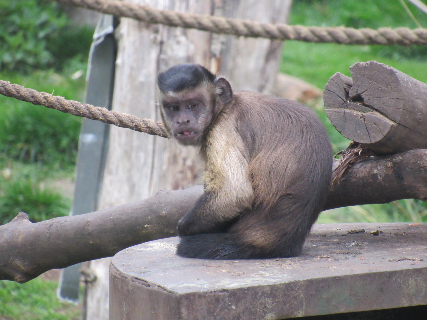 Yellow-Breasted Capuchin