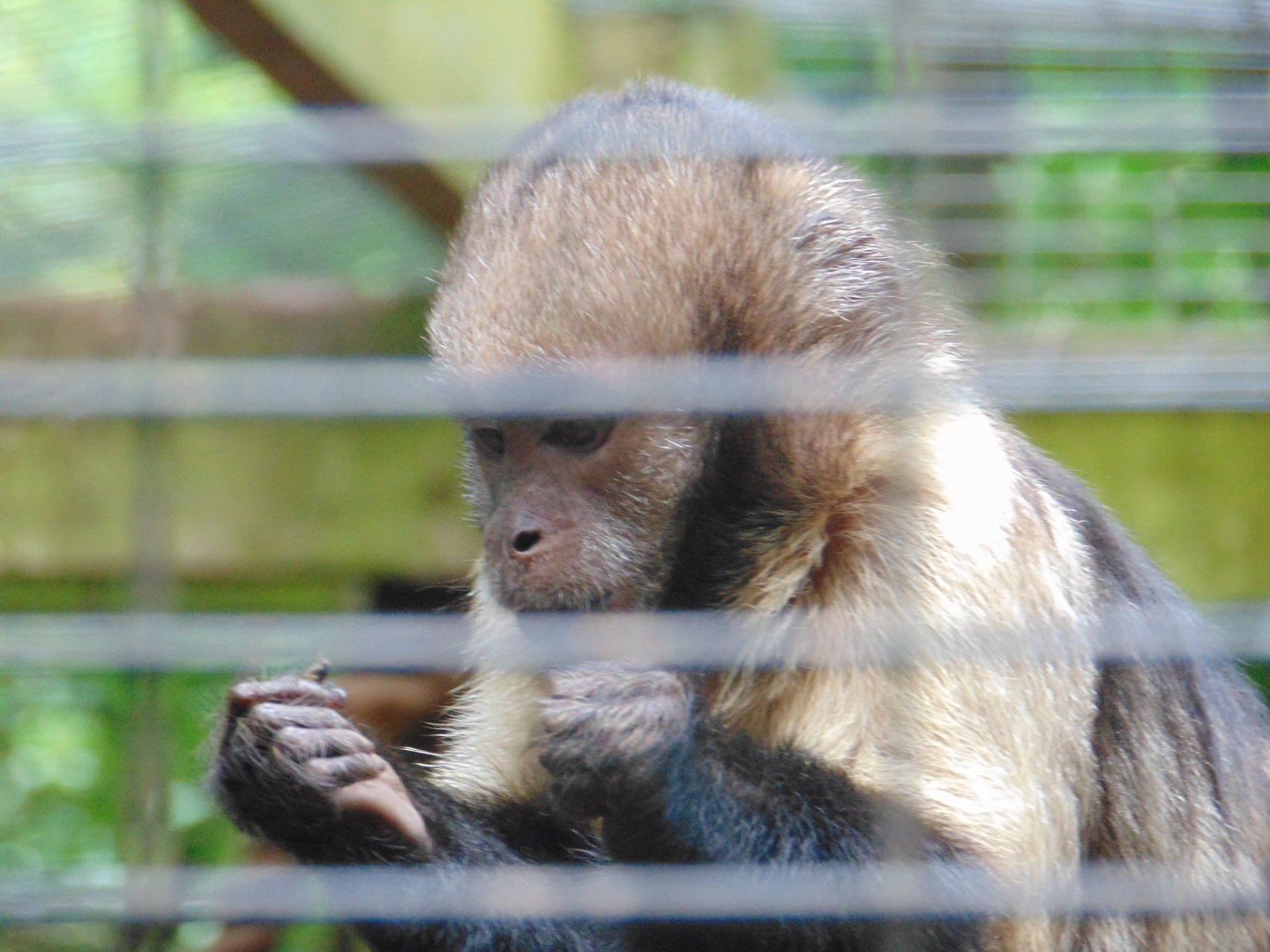 Yellow-breasted Capuchin