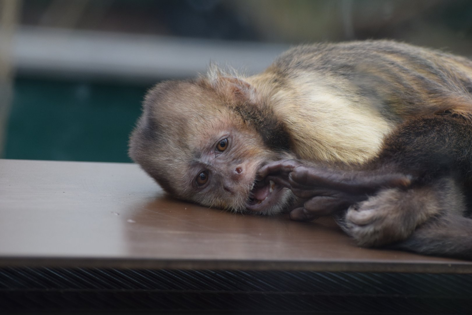 Yellow breasted capuchin