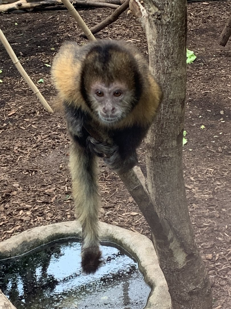 Yellow-breasted capuchin