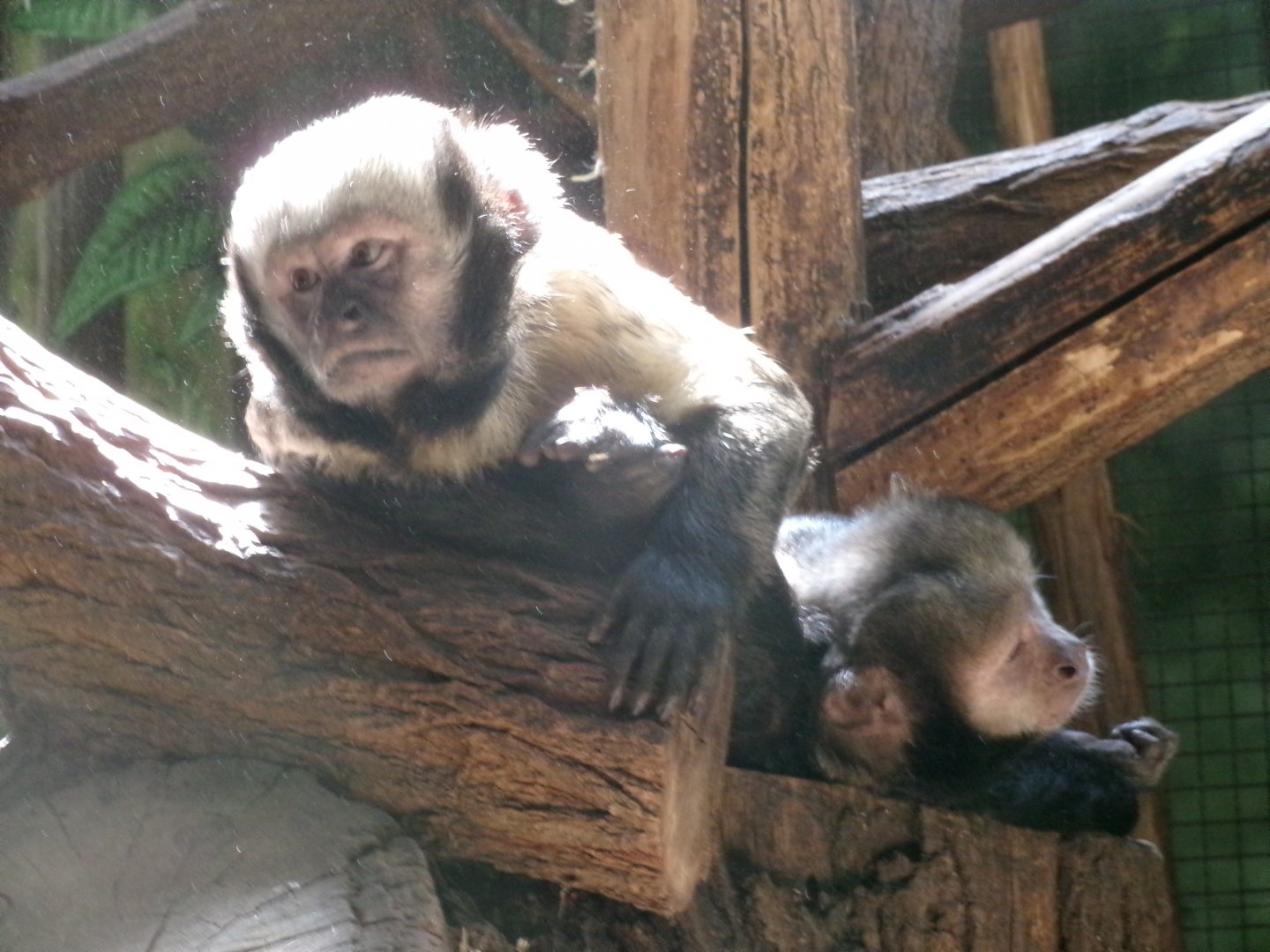 Yellow-breasted capuchin