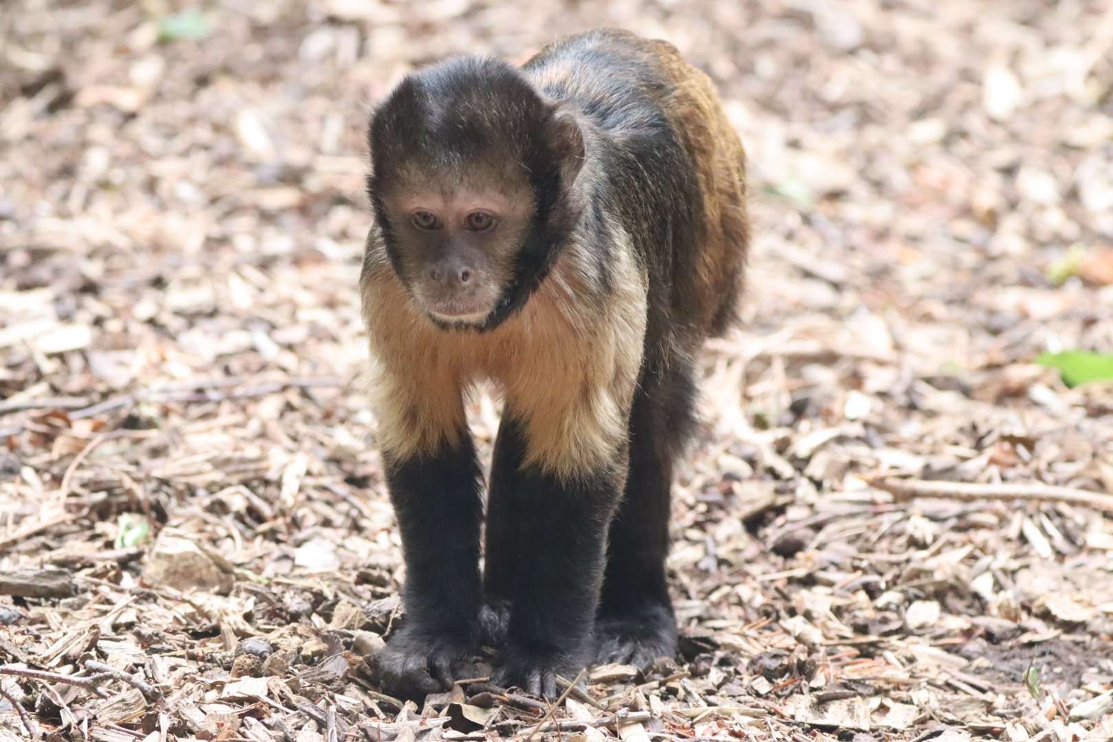 Yellow-breasted Capuchin
