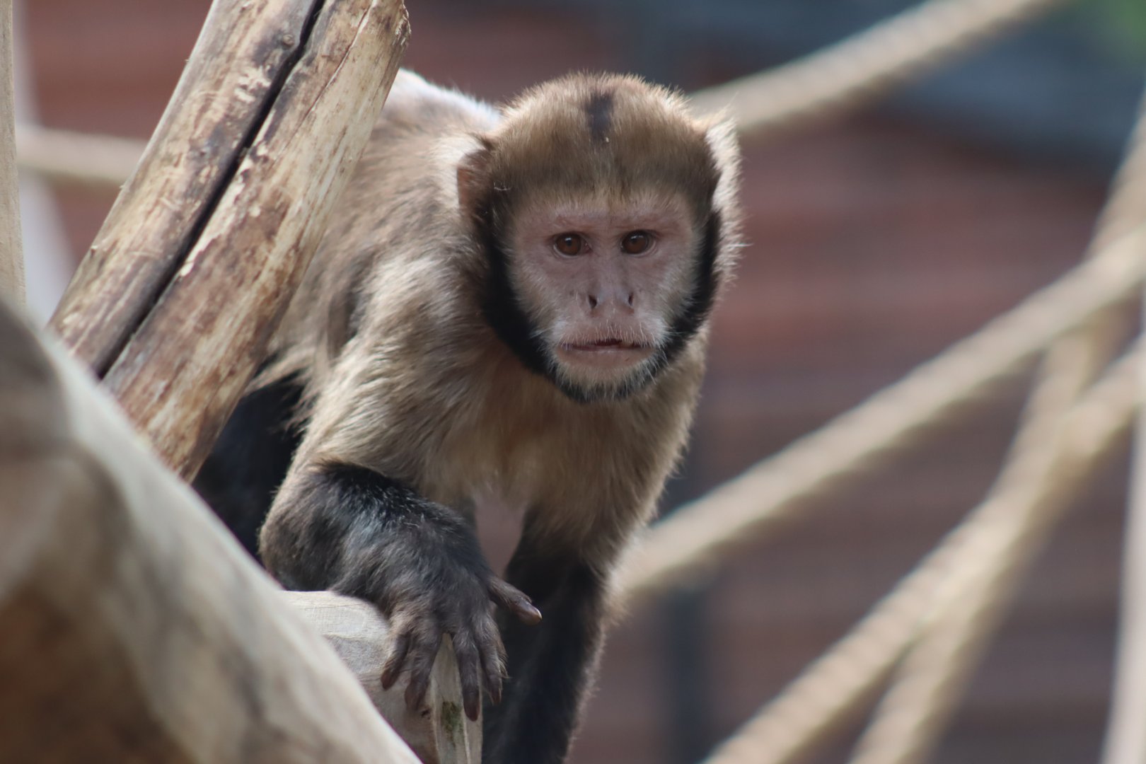 Yellow-breasted Capuchin