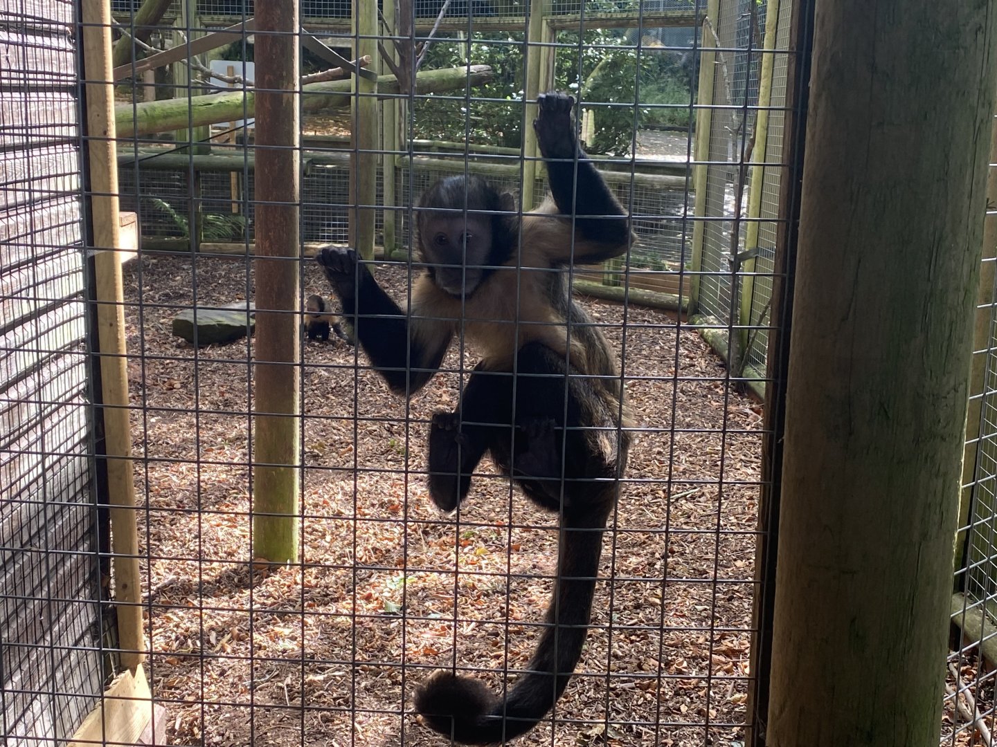 Yellow breasted capuchin