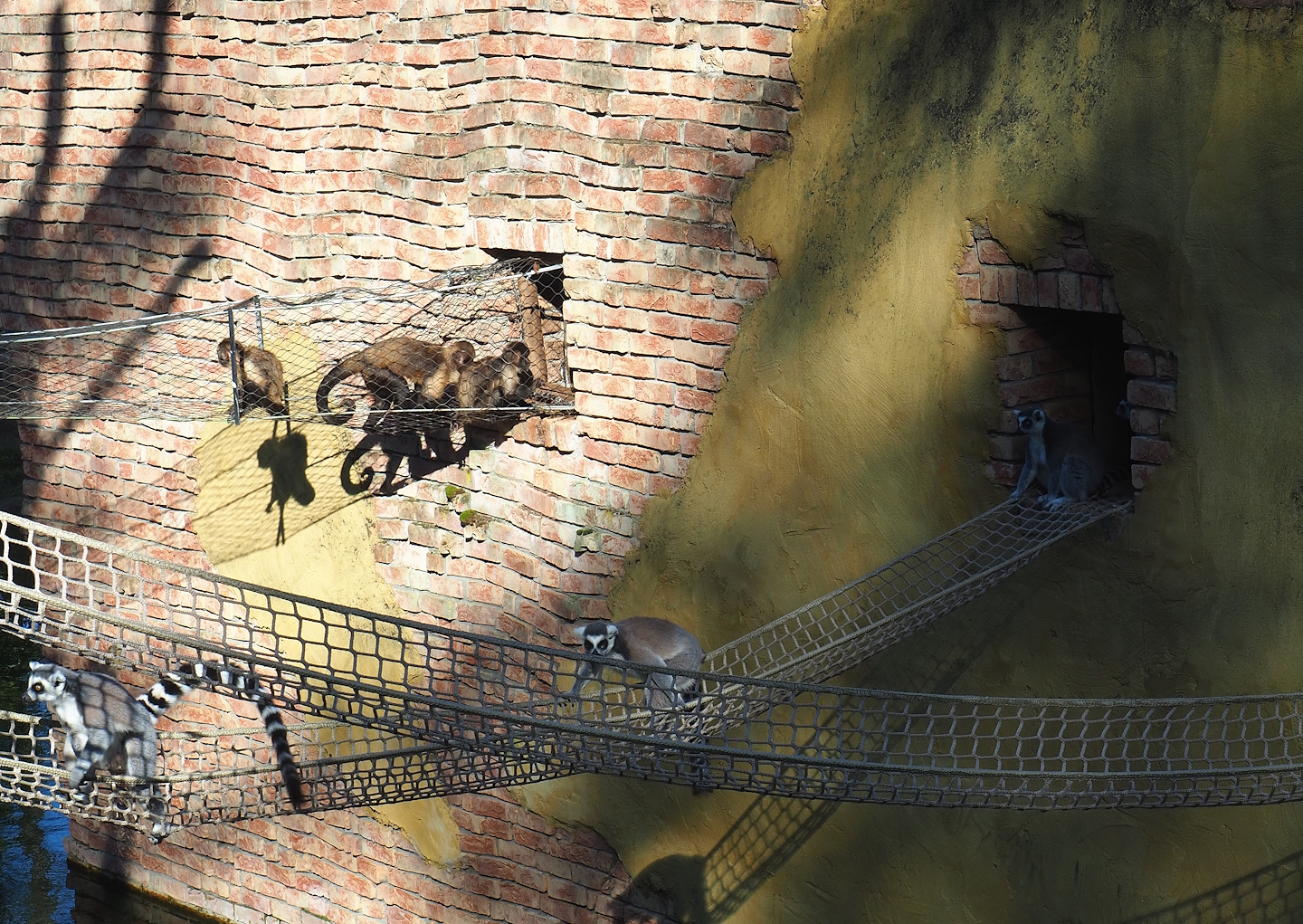 Yellow-breasted capuchins and Ring-tailed lemurs using accesses to their islands, 2023-09-24