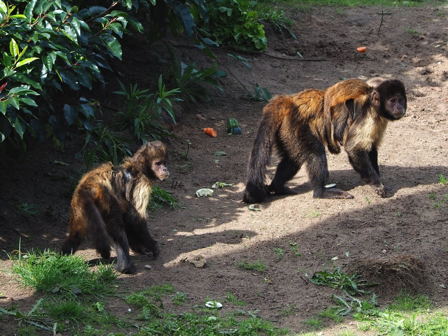 Yellow-breasted capuchins (Sapajus xanthosternos), 2023-09-24