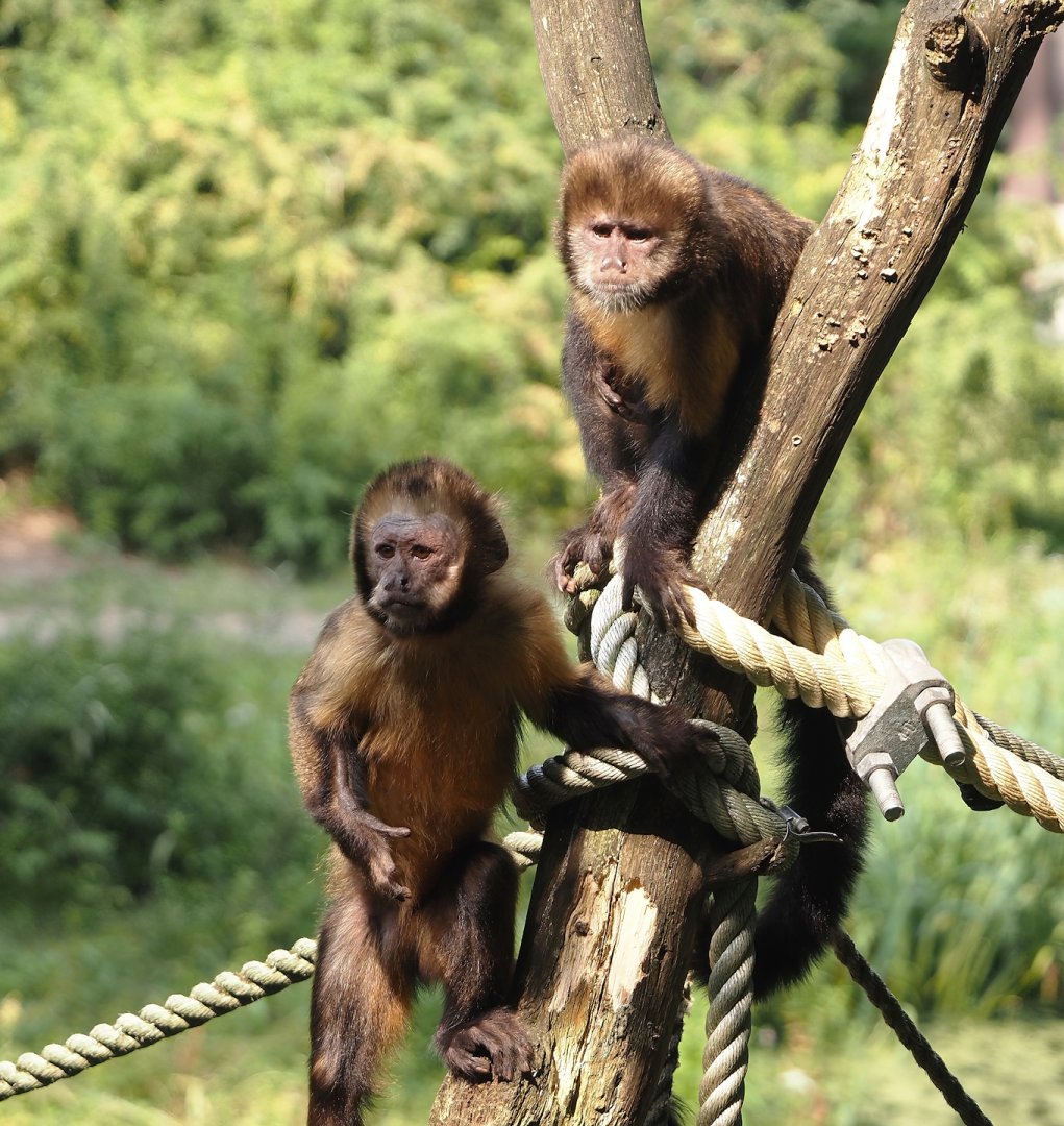 Yellow-breasted capuchins (Sapajus xanthosternos), 2024-08-18