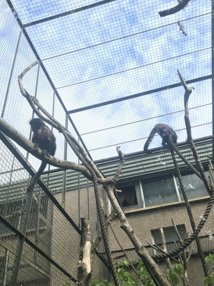 Yellow-breasted capuchins