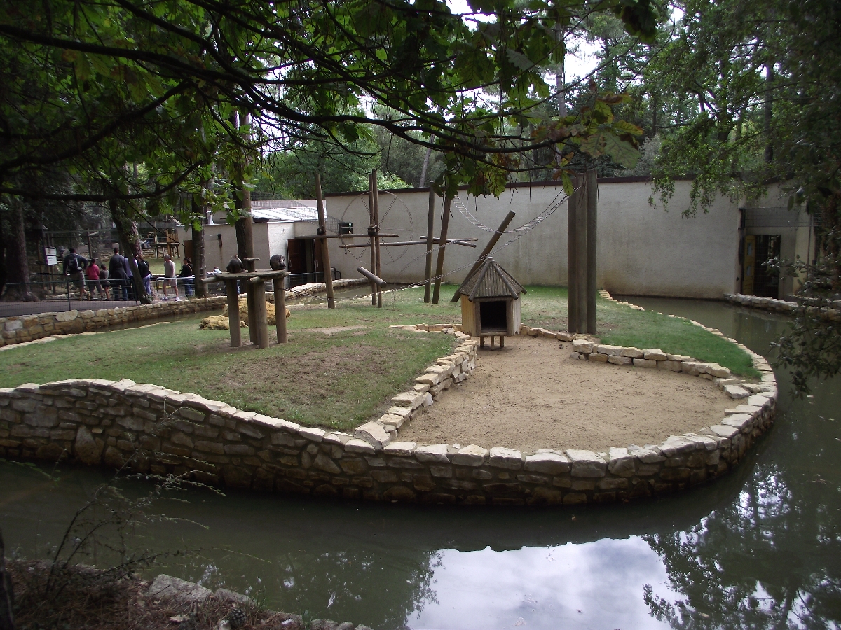 Yellow-breasted Capucin Island