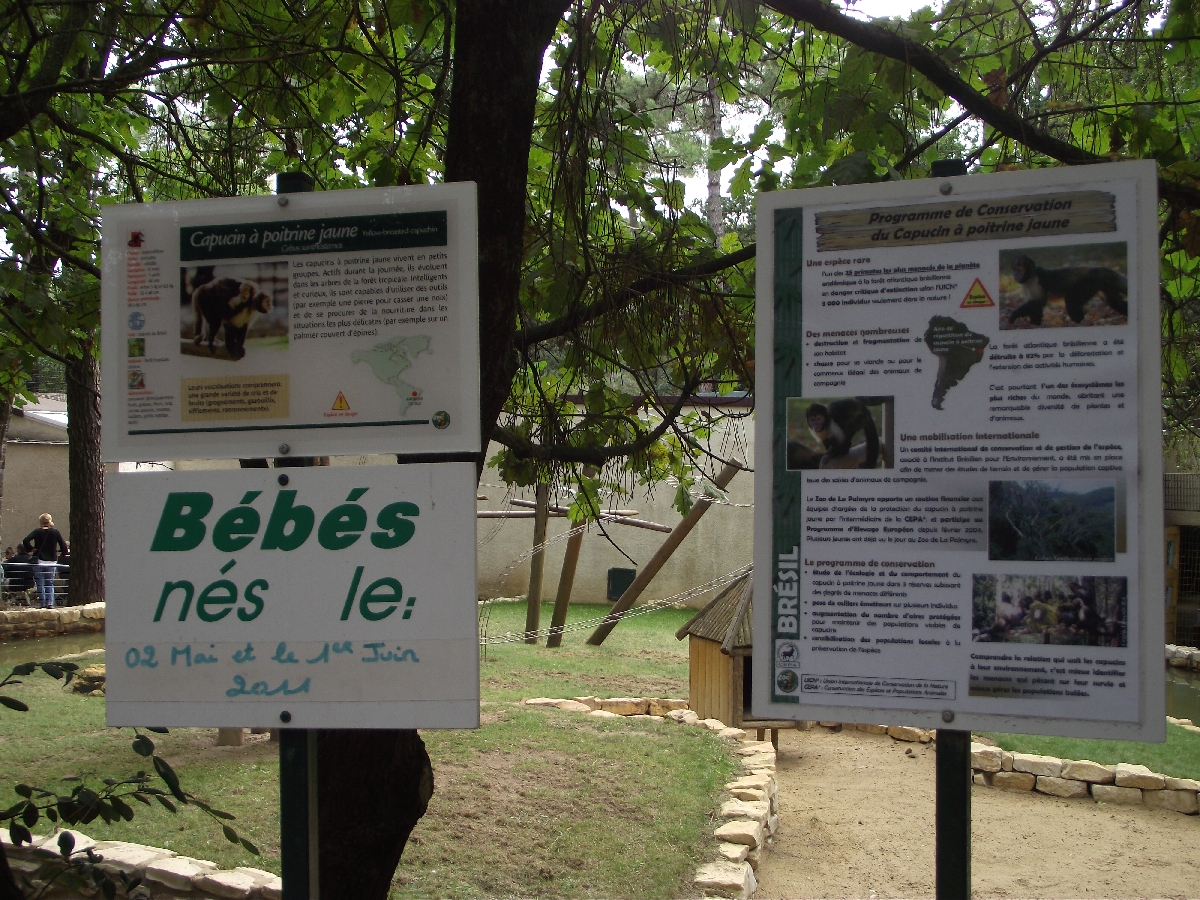Yellow-breasted Capucin Signage