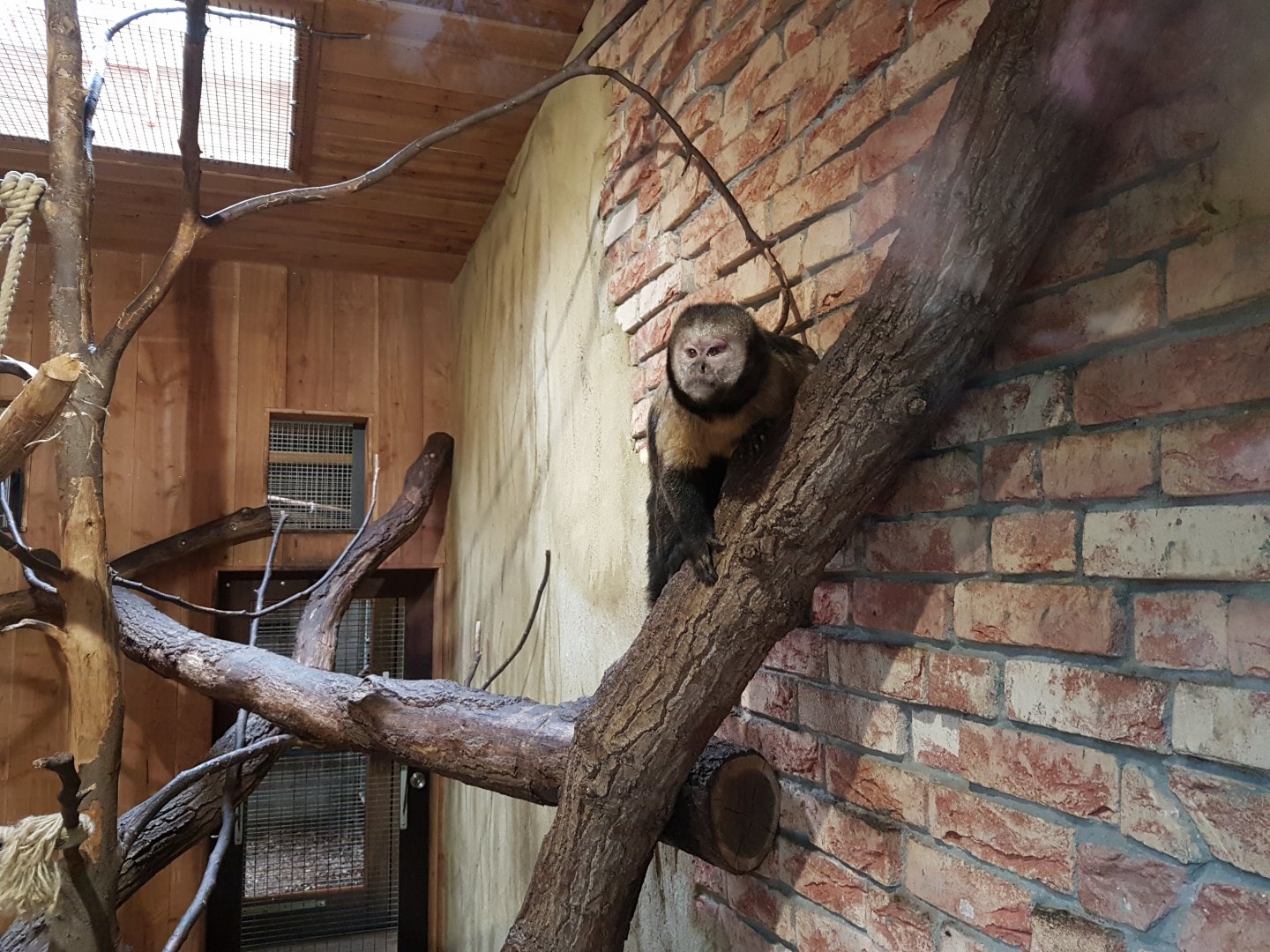 Yellow-breasted capucine at indoor-enclosure