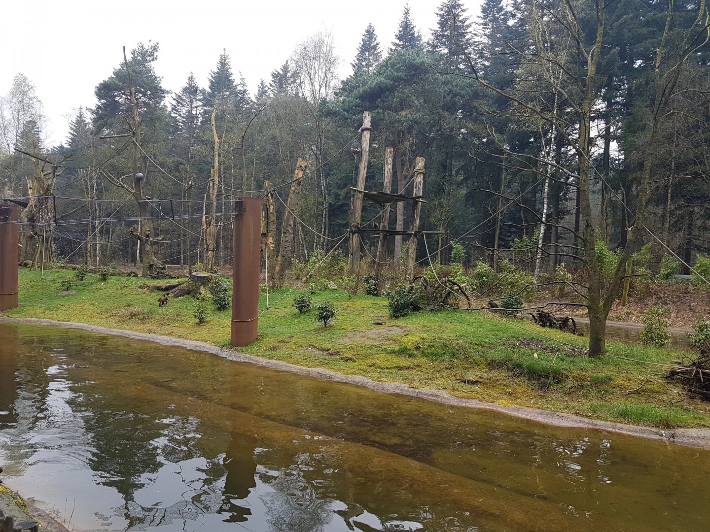 Yellow-breasted capucine-island