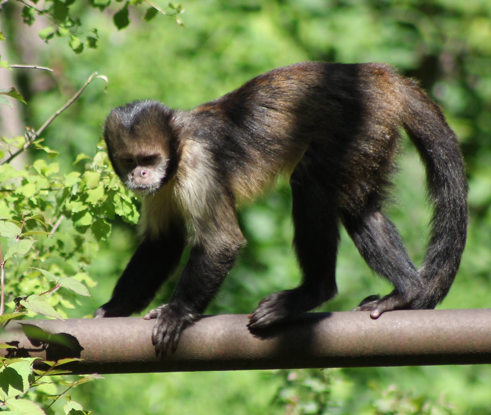 Yellow-breasted capucine