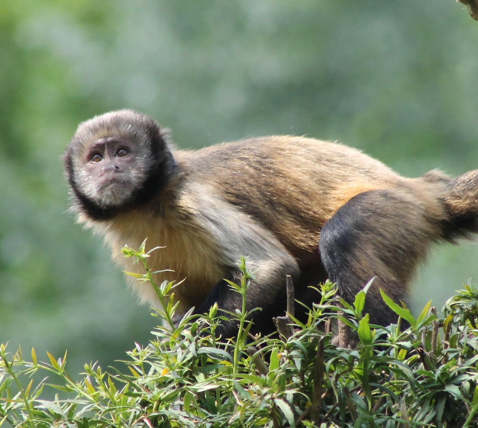 Yellow-breasted capucine