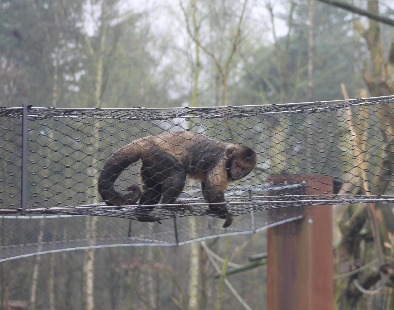 Yellow-breasted capucine