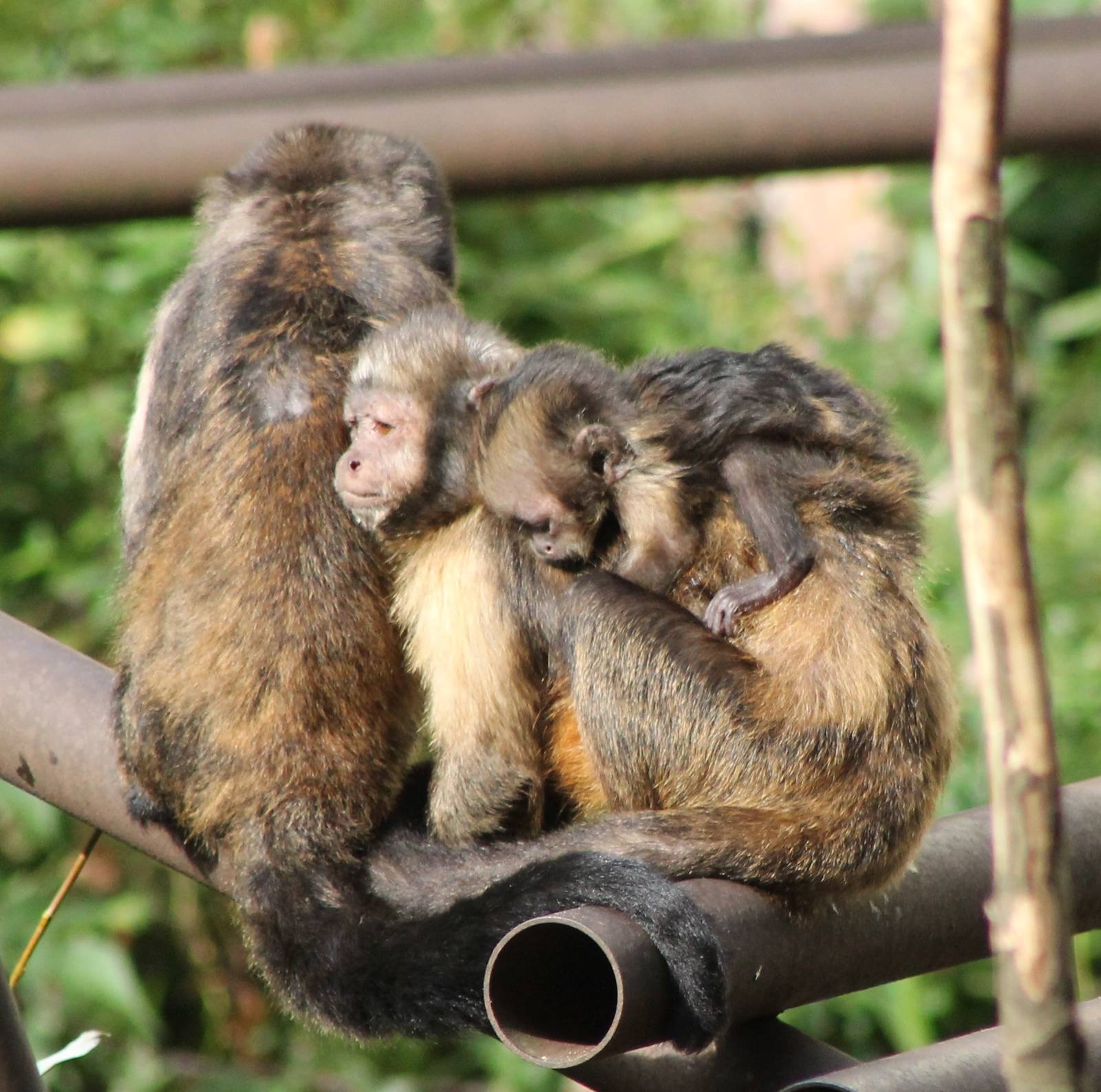 Yellow-breasted capucines with baby