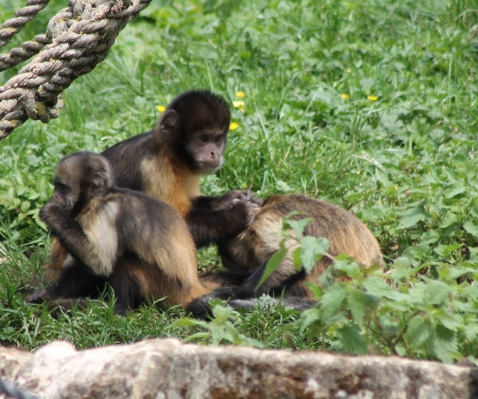 Yellow-breasted capucines