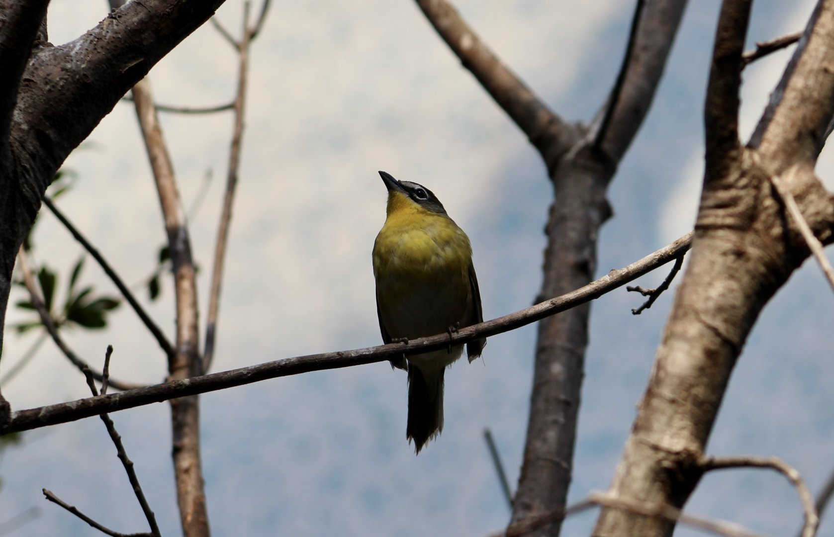 Yellow-Breasted Chat (Icteria virens) - sole member of Icteriidae