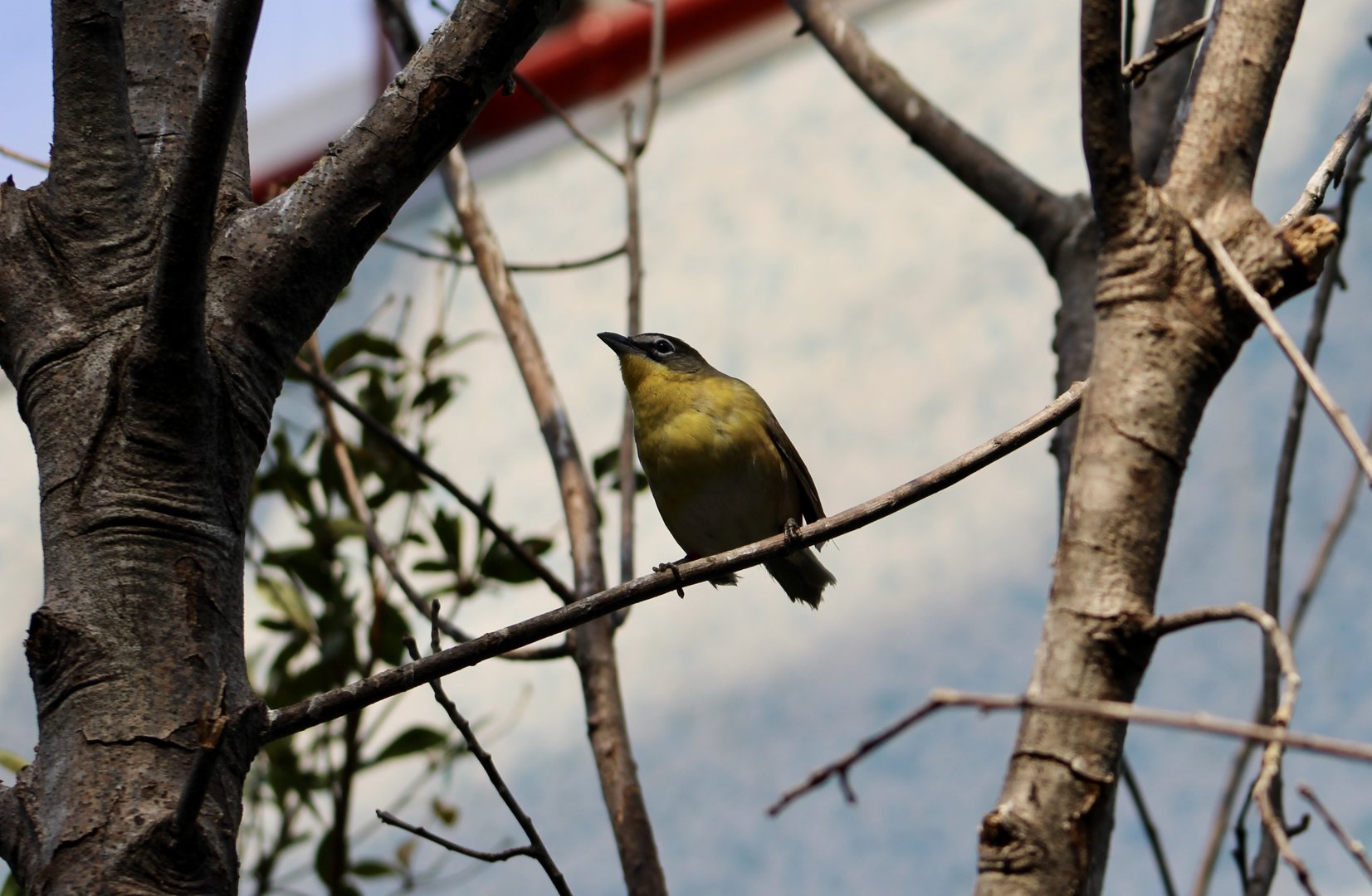 Yellow-Breasted Chat (Icteria virens) - sole member of Icteriidae
