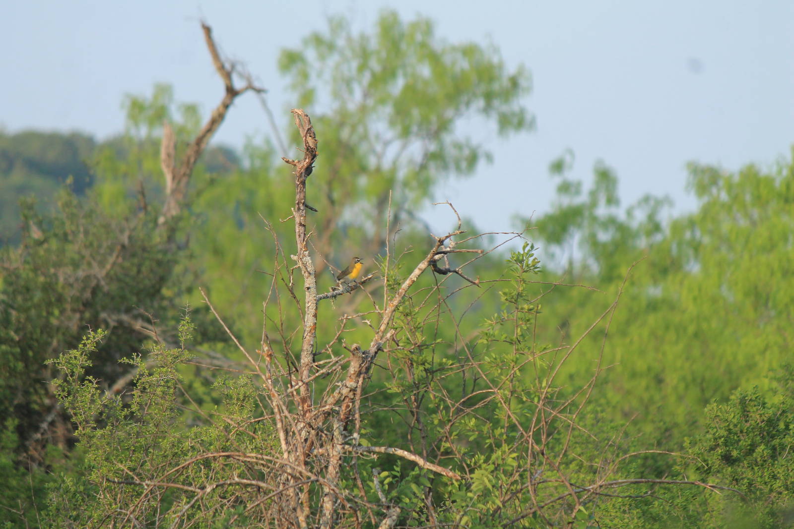 Yellow-Breasted Chat