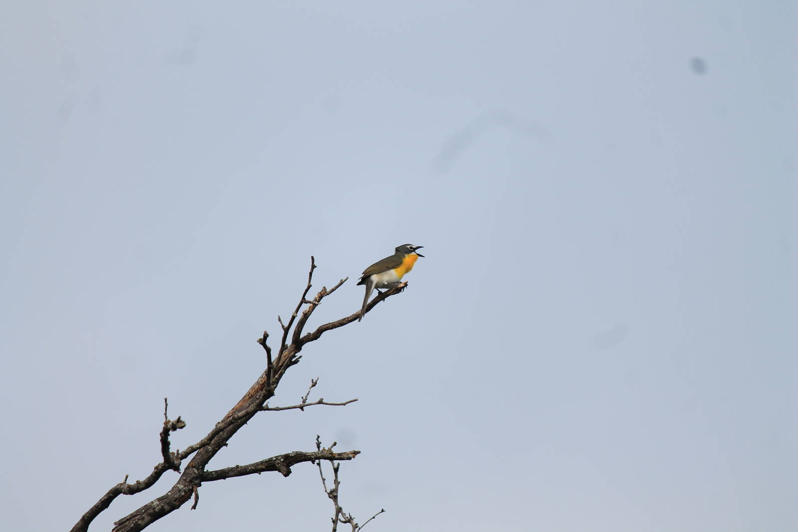 Yellow-Breasted Chat