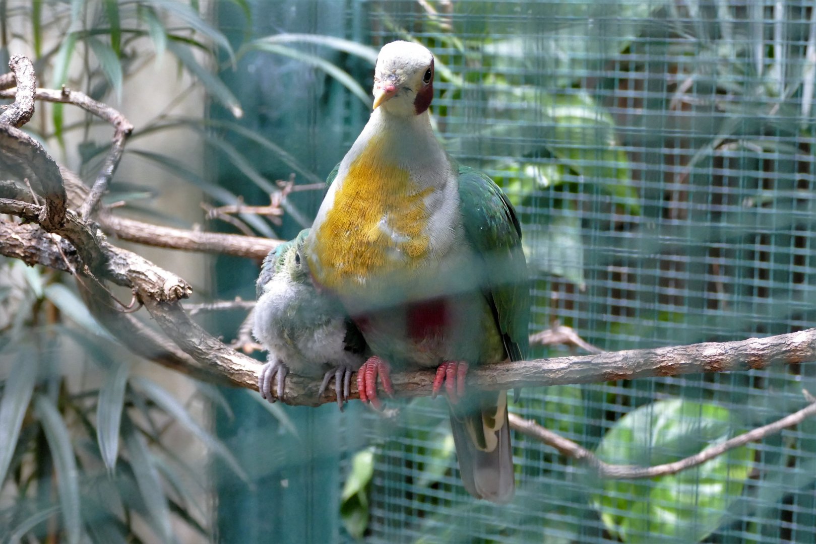 Yellow-breasted fruit-dove adult and juvenile