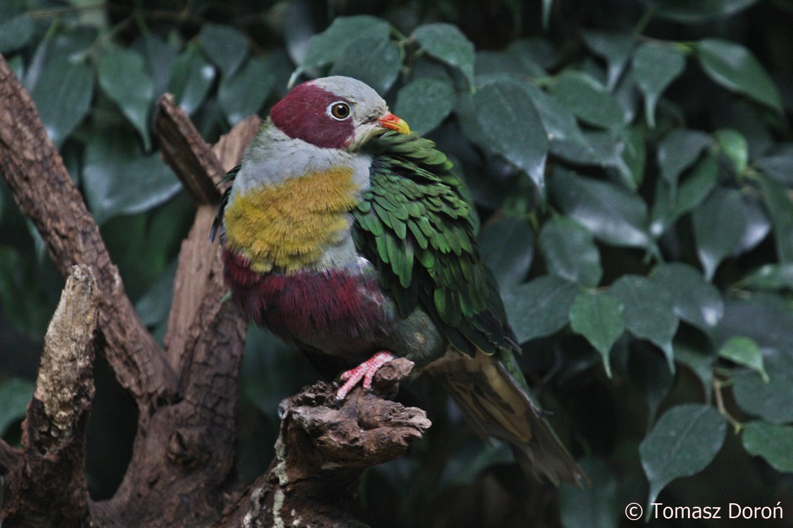 Yellow-breasted Fruit-dove (Ptilinopus occipitalis), male, October 2018; one of many Fruit-dove species at Warsaw Zoo