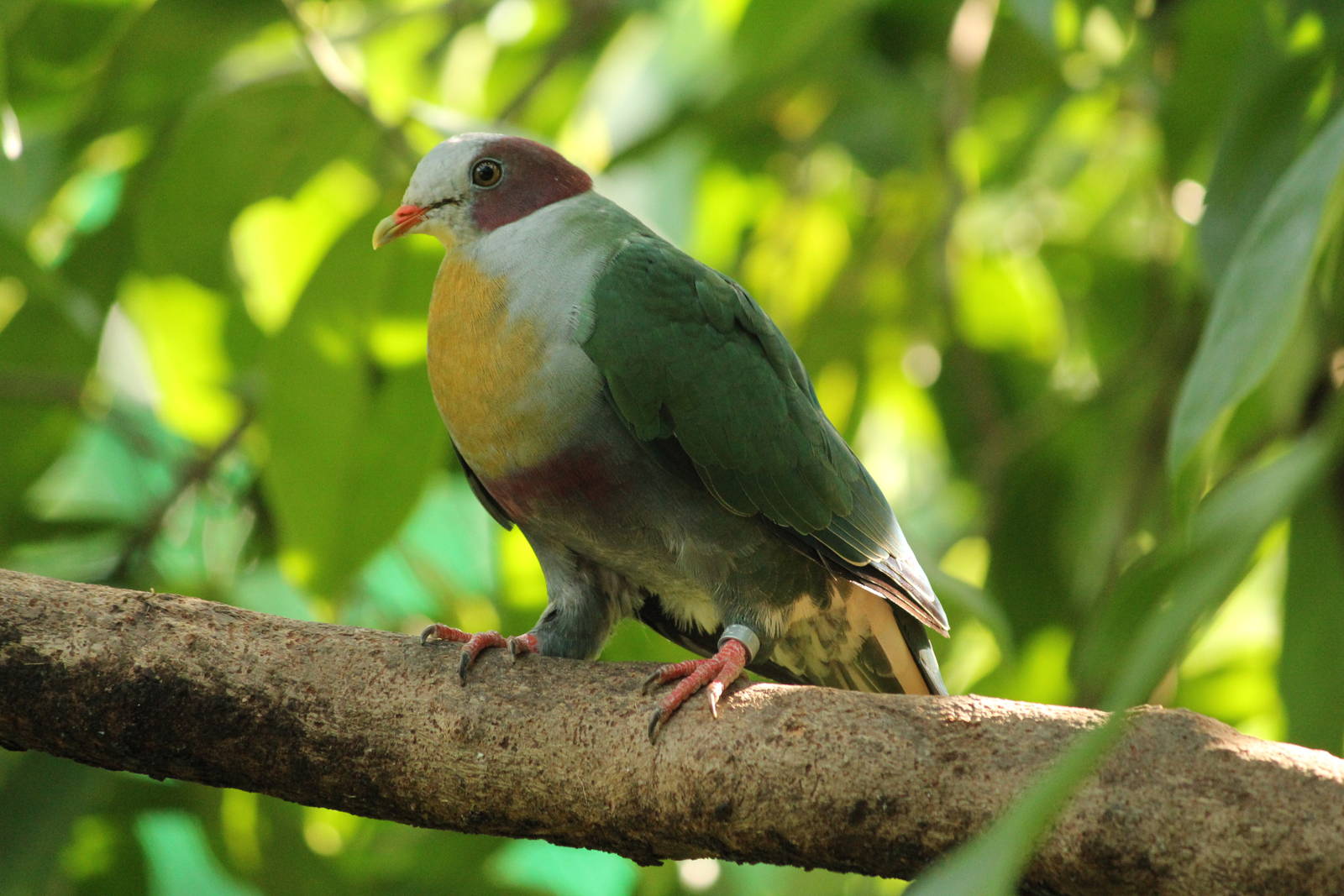 Yellow -breasted Fruit-Dove Ptilinopus occipitalis occipitalis