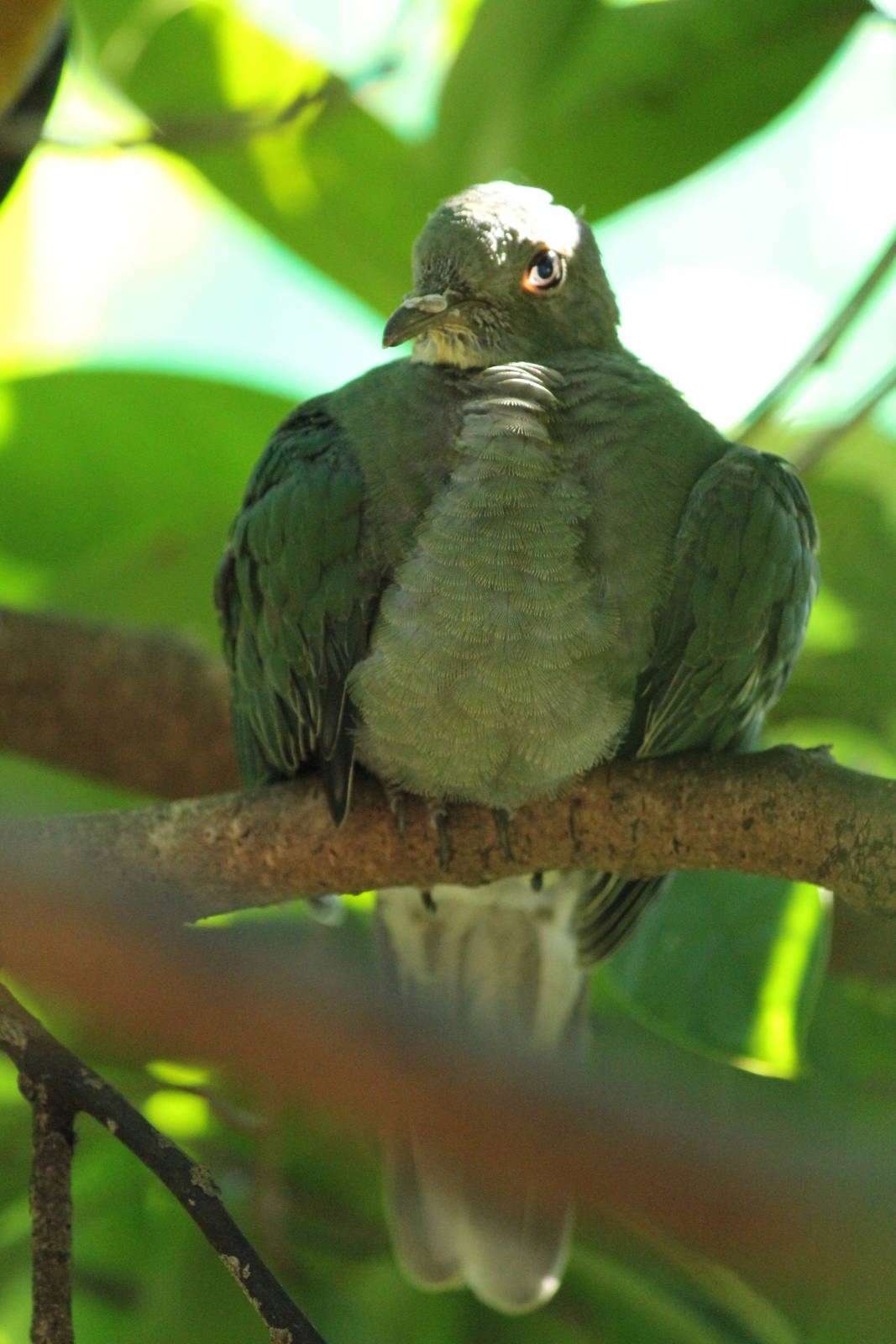 Yellow -breasted Fruit-Dove Ptilinopus occipitalis occipitalis