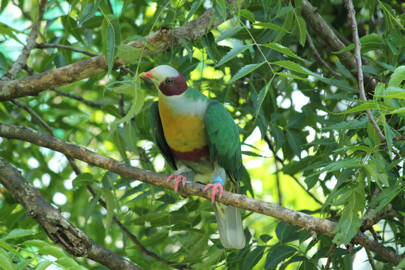 Yellow -breasted Fruit-Dove Ptilinopus occipitalis occipitalis
