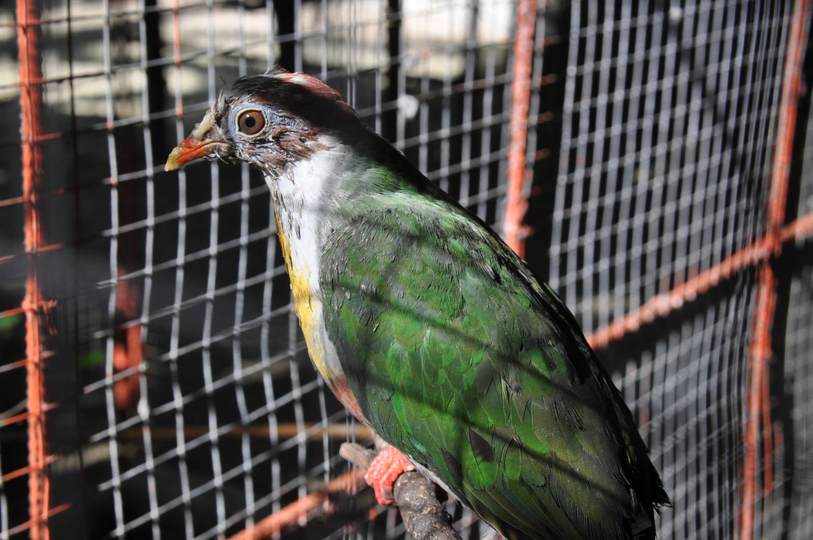 Yellow-breasted fruit dove/ Ptilinopus occipitalis occipitalis