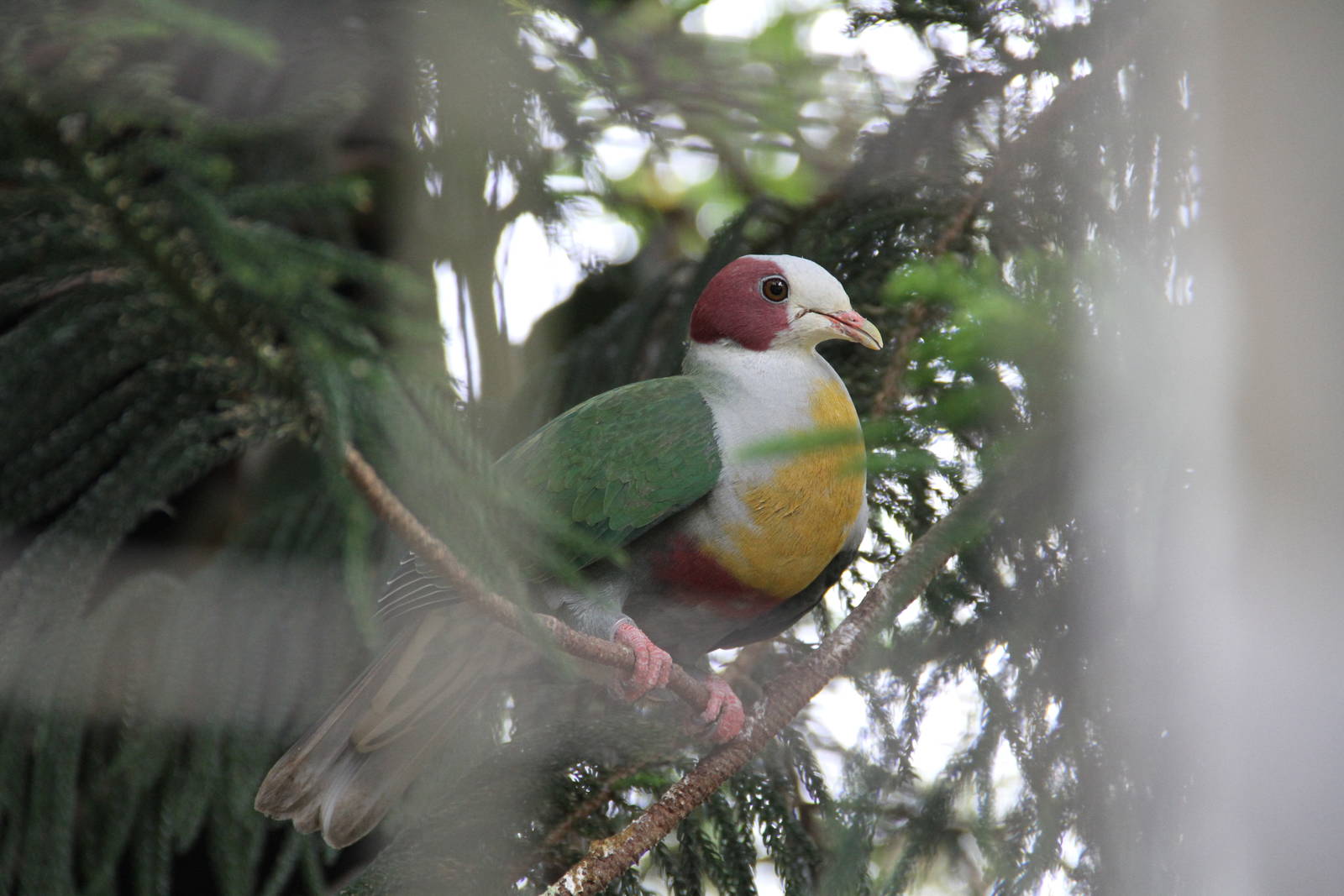 Yellow-breasted Fruit Dove (Ptilinopus occipitalis)