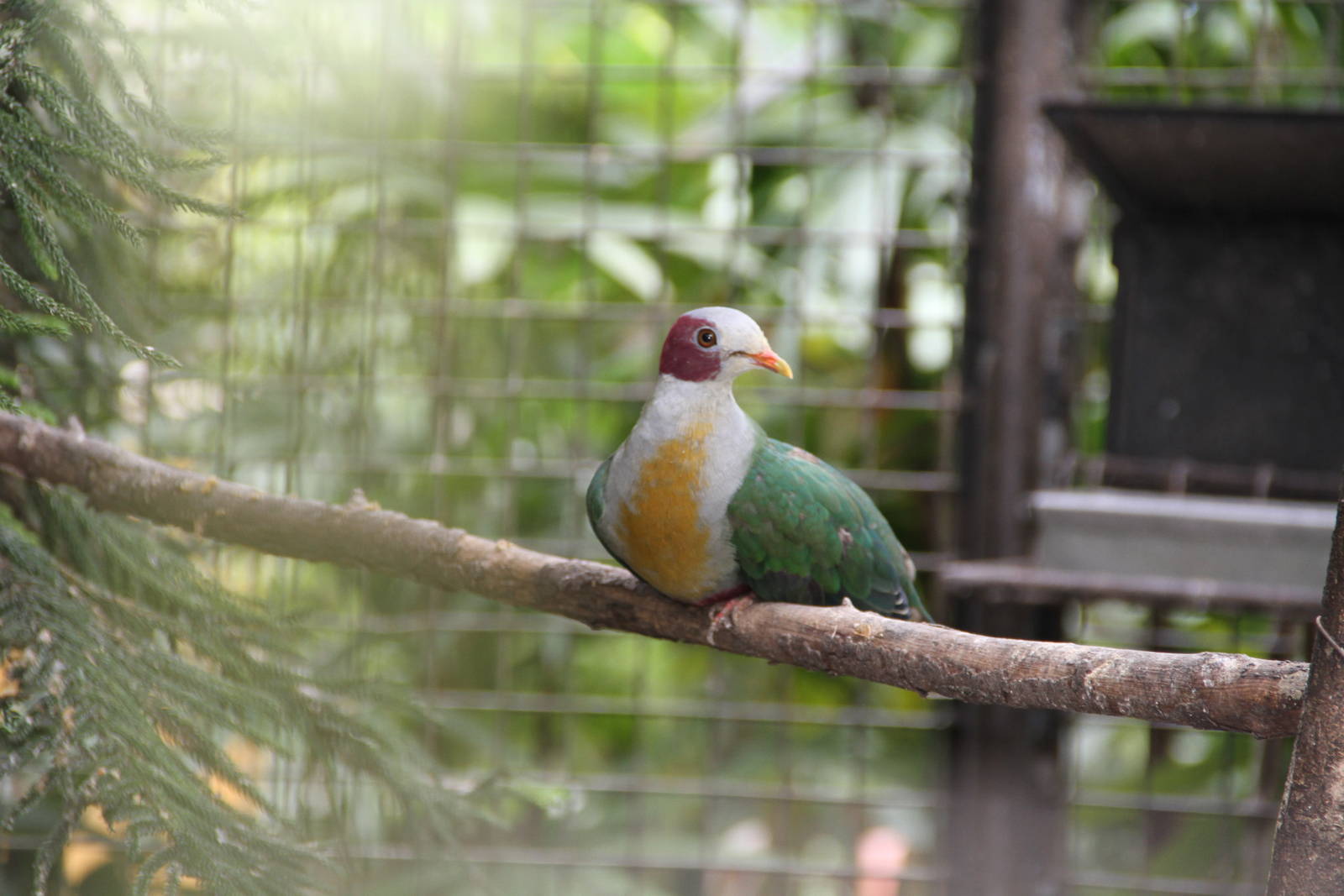 Yellow-breasted Fruit Dove (Ptilinopus occipitalis)