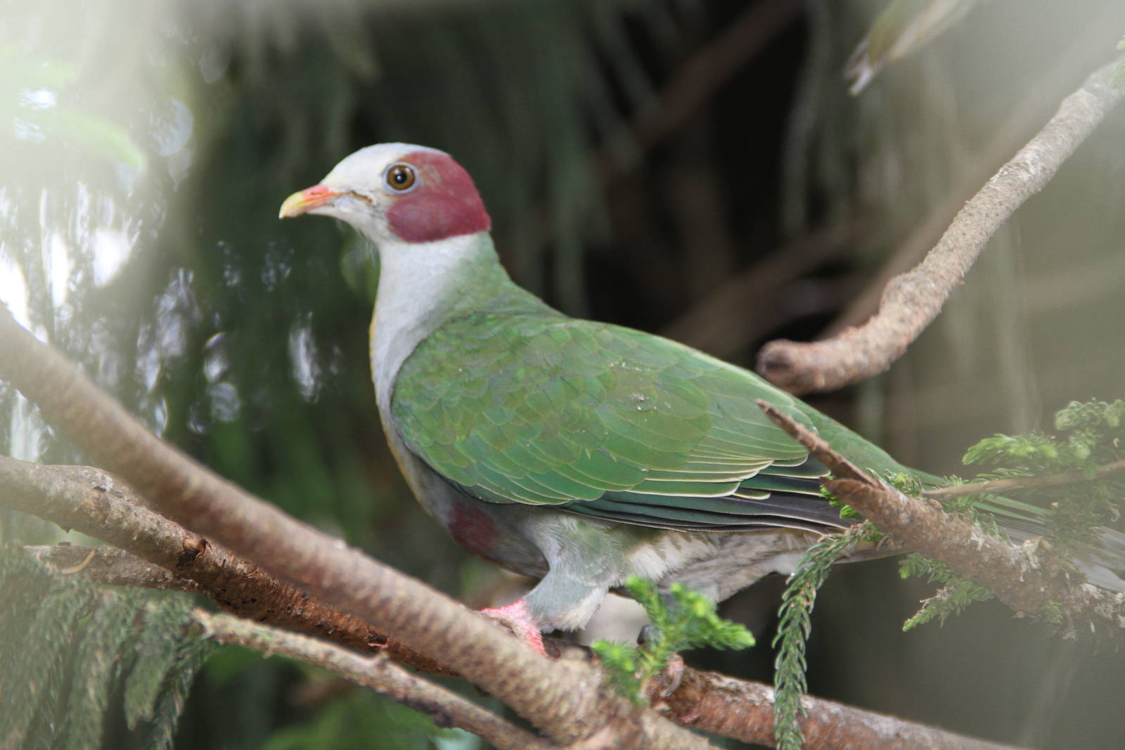 Yellow-breasted Fruit Dove (Ptilinopus occipitalis)