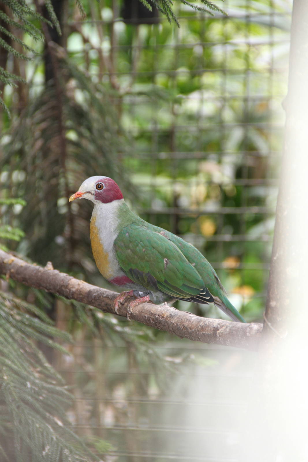 Yellow-breasted Fruit Dove (Ptilinopus occipitalis)