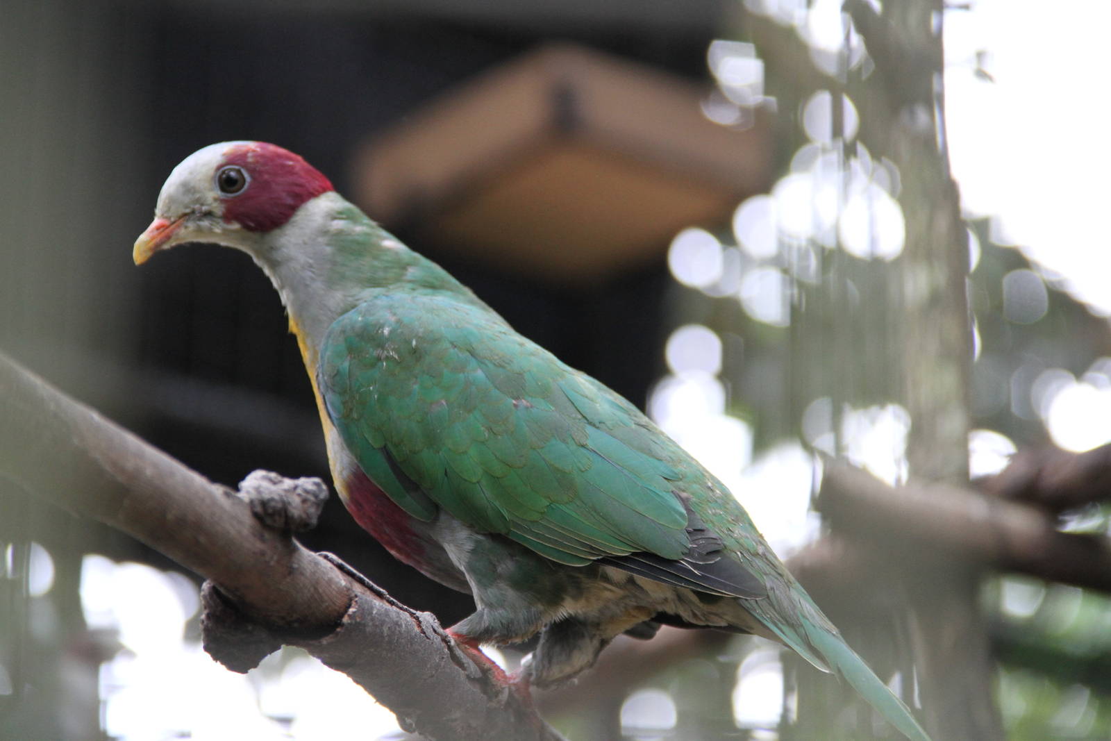 Yellow-breasted Fruit Dove (Ptilinopus occipitalis)