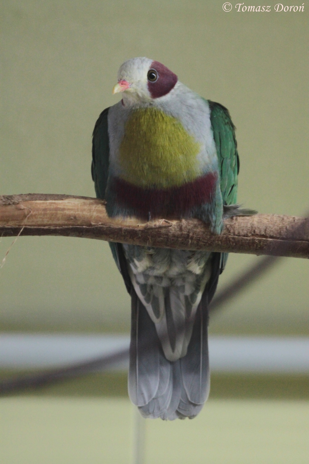 Yellow-breasted Fruit-dove (Ptilinopus occipitalis)