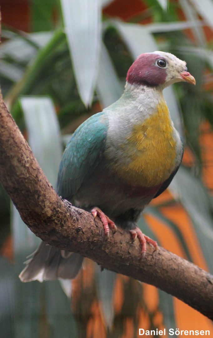 Yellow-breasted fruit dove (Ptilinopus occipitalis)