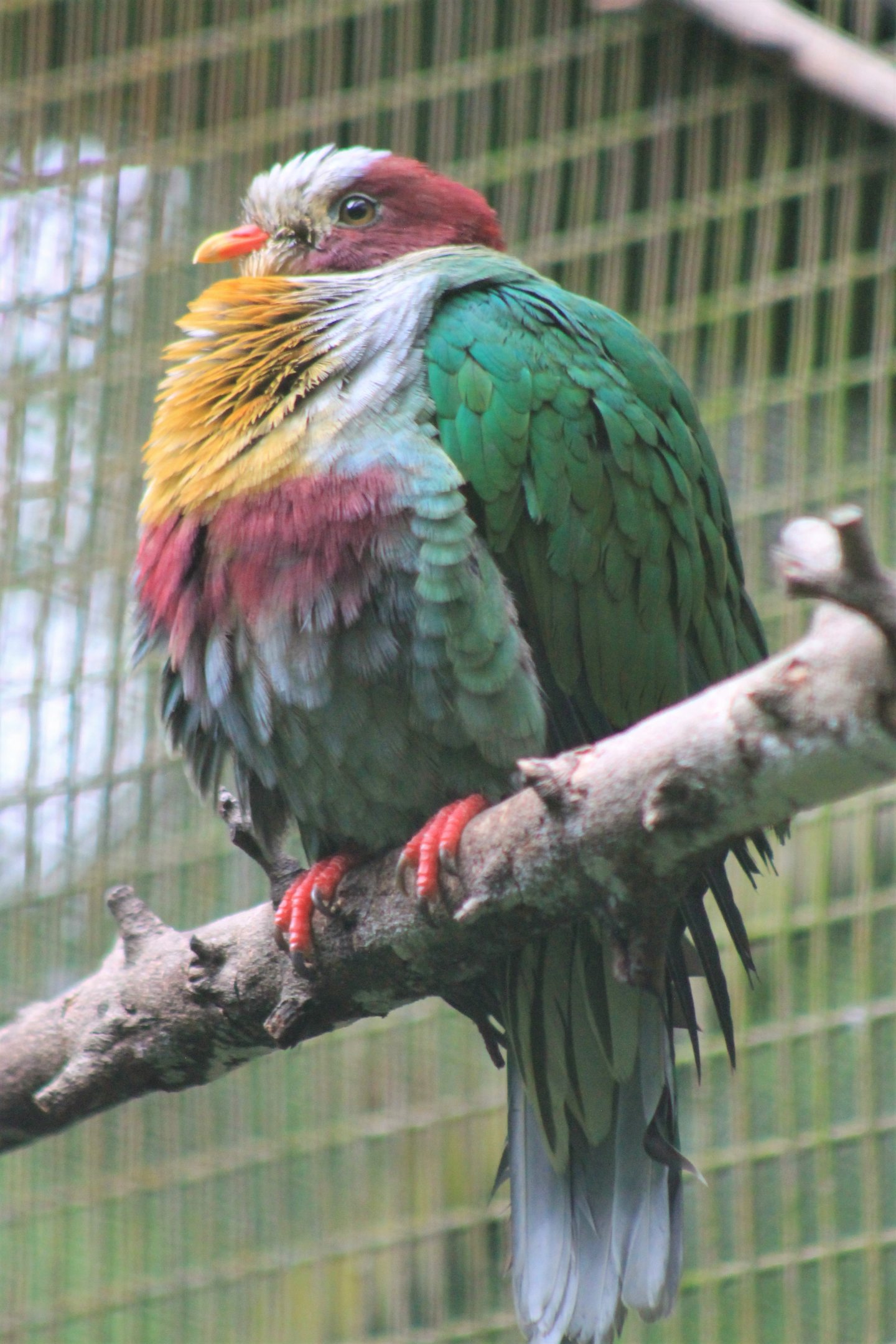 Yellow-breasted Fruit Dove (Ptilinopus occipitalis)