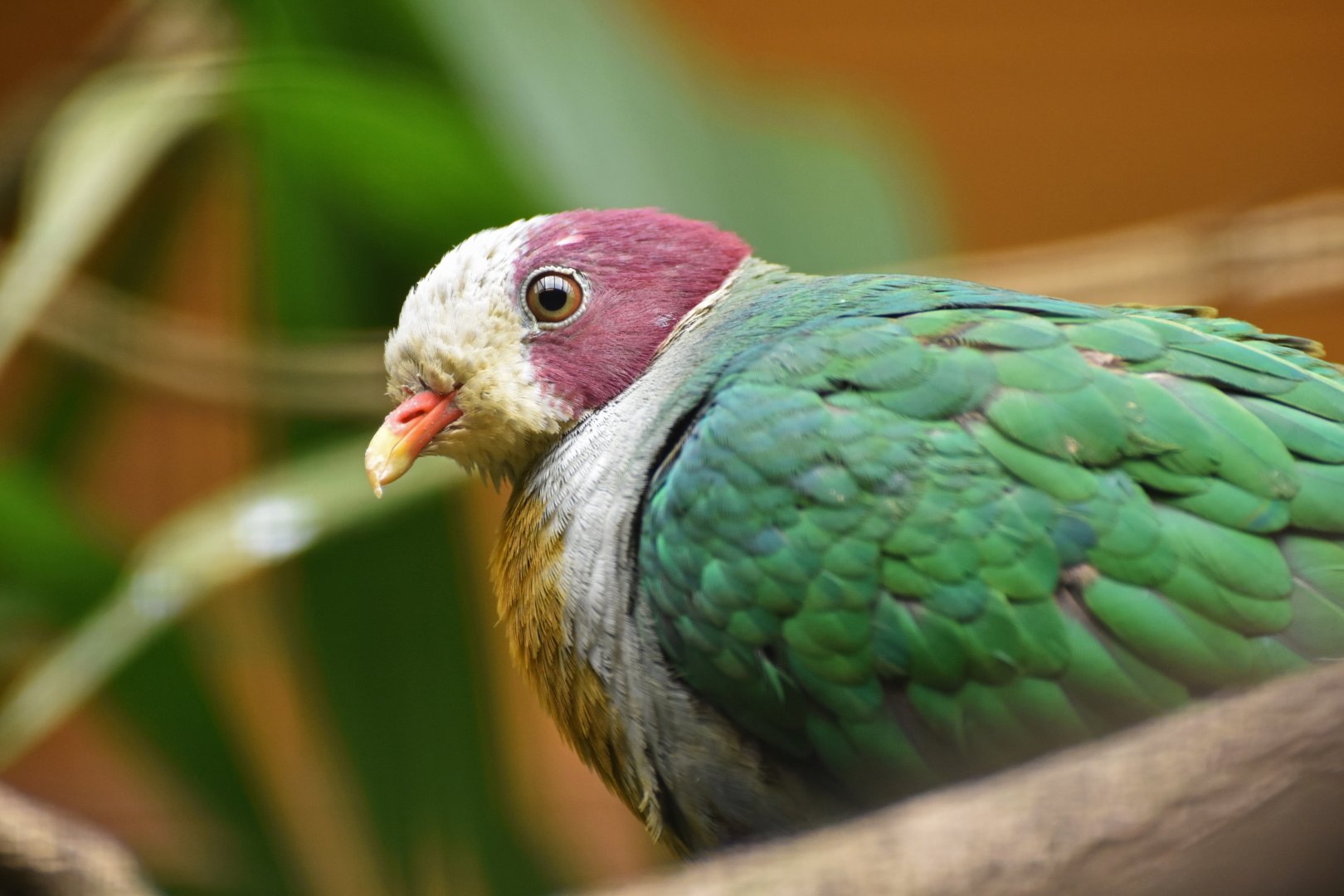 Yellow-breasted Fruit-Dove Ptilinopus occipitalis