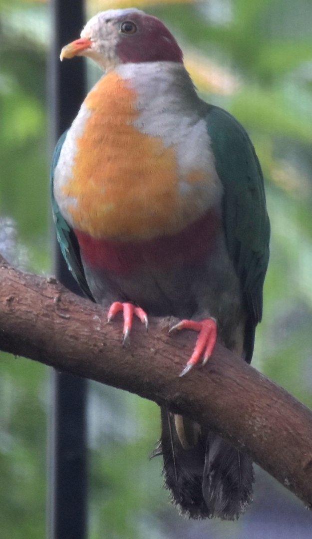 Yellow-breasted Fruit Dove (Ptilinopus occipitalis)