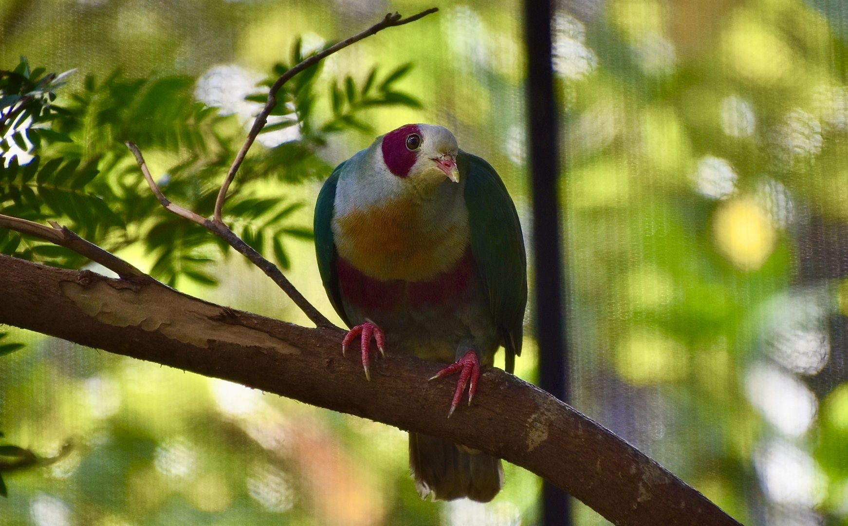 Yellow-Breasted Fruit-Dove (Ptilinopus occipitalis)
